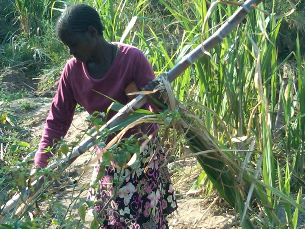 Mutare- sugar cane